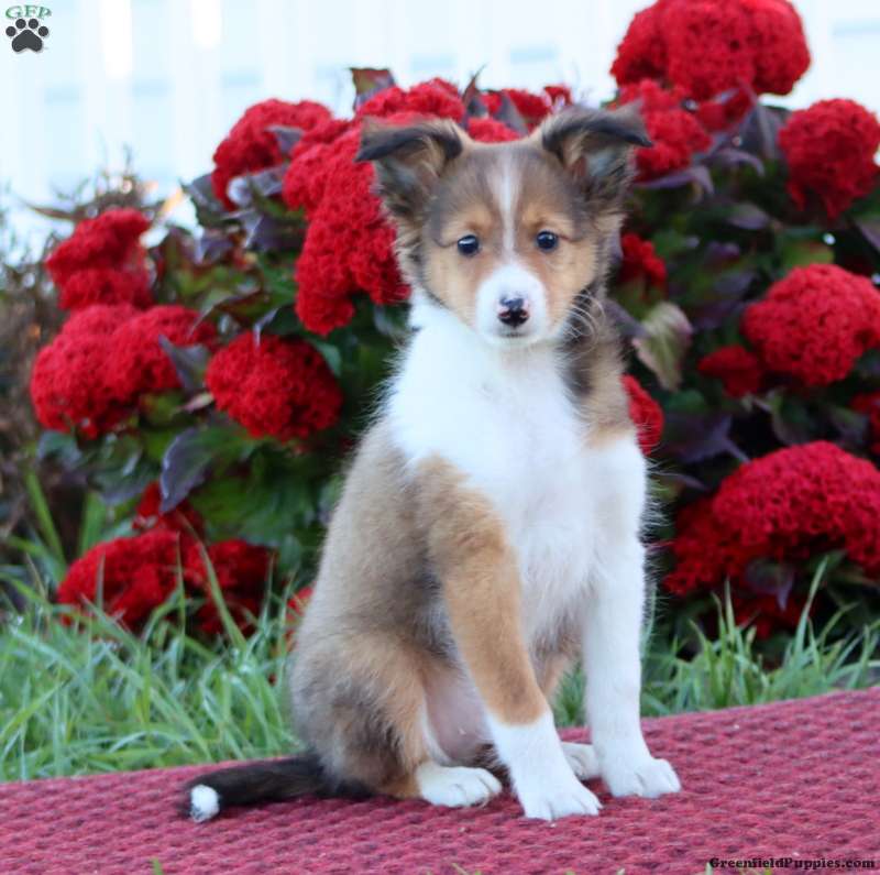 Kolby (Shetland Sheepdog, Male) in Honey Brook, PA