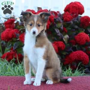 Kolby, Sheltie Puppy