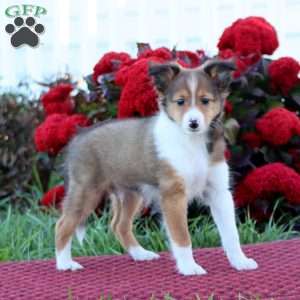 Kolby, Sheltie Puppy