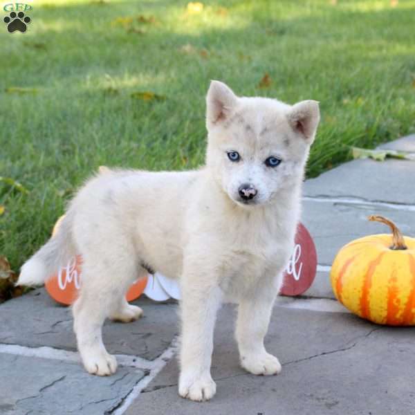 Kole, Pomsky Puppy