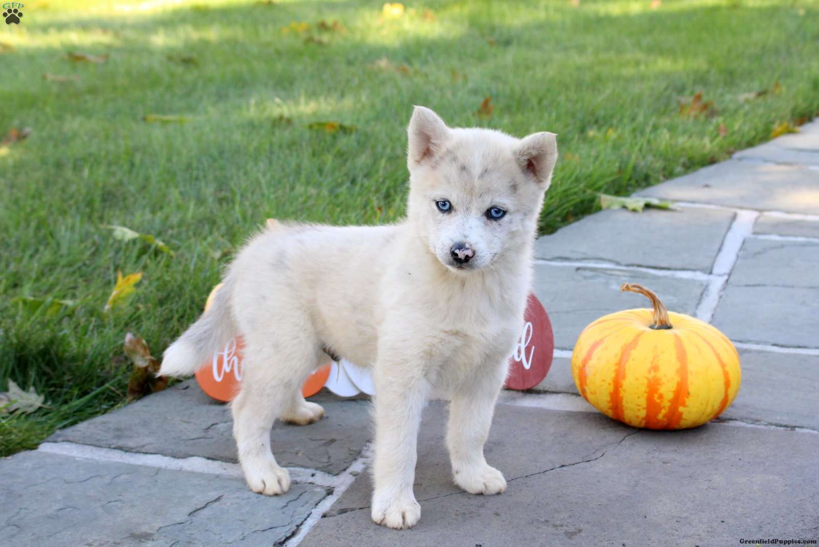 Kole (Pomsky, Male) in Lititz, PA