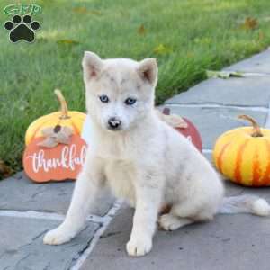 Kole, Pomsky Puppy