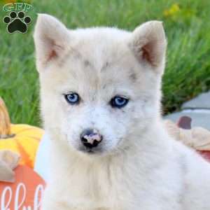 Kole, Pomsky Puppy