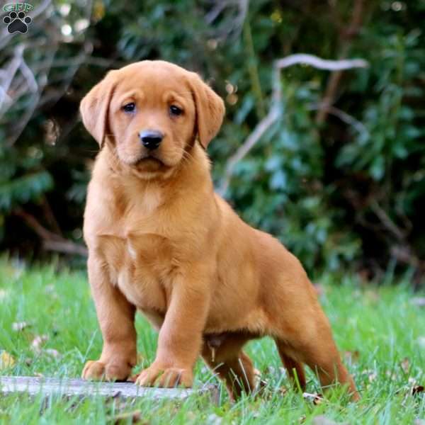 Kolton, Fox Red Labrador Retriever Puppy