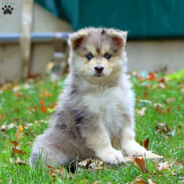 Kolton, Pomsky Puppy