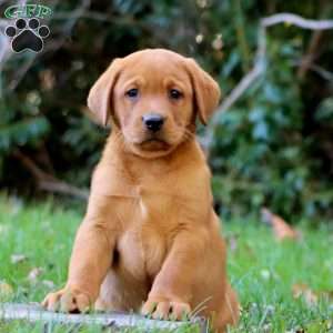 Kolton, Fox Red Labrador Retriever Puppy