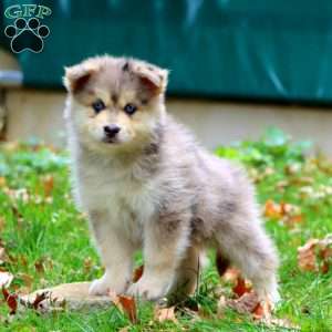 Kolton, Pomsky Puppy