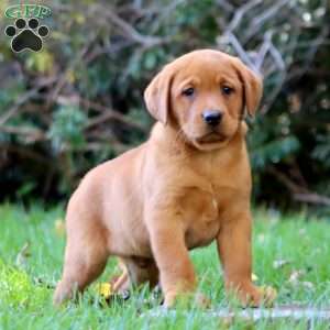 Kolton, Fox Red Labrador Retriever Puppy