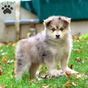 Kolton, Pomsky Puppy