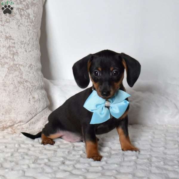 Kooper, Dachshund Mix Puppy