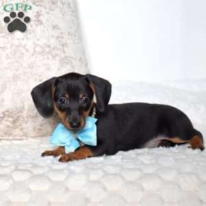 Kooper, Dachshund Mix Puppy