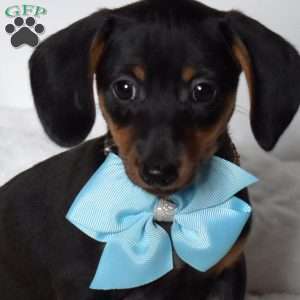 Kooper, Dachshund Mix Puppy