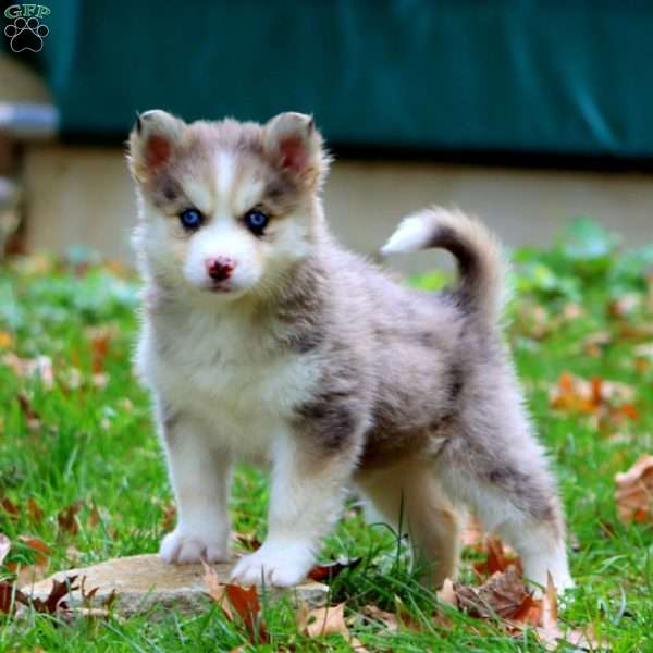 Kora, Pomsky Puppy