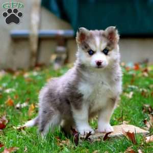 Kora, Pomsky Puppy
