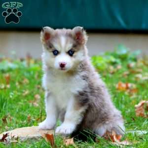 Kora, Pomsky Puppy