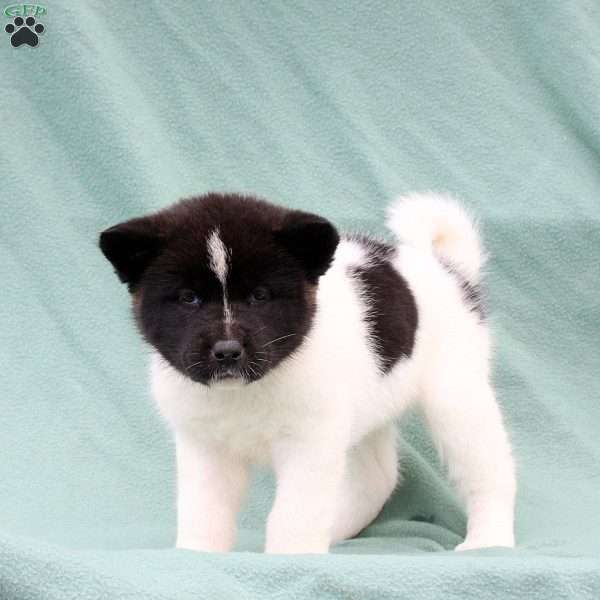 Kourtney, Akita Puppy