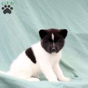 Kourtney, Akita Puppy