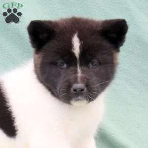 Kourtney, Akita Puppy