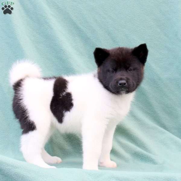 Kova, Akita Puppy