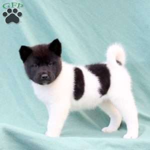 Kova, Akita Puppy