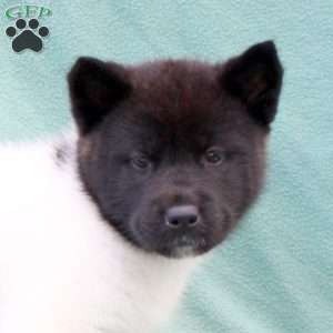 Kova, Akita Puppy