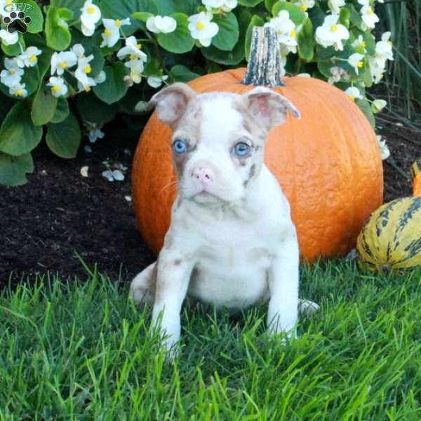 Krystal, Boston Terrier Puppy