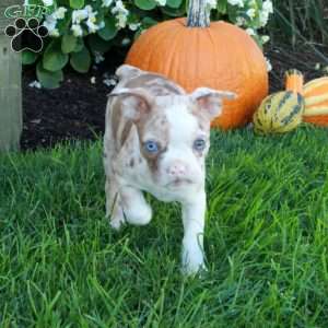 Krystal, Boston Terrier Puppy