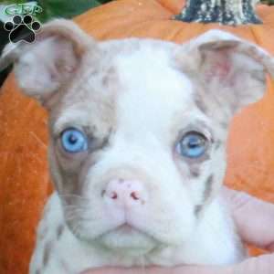 Krystal, Boston Terrier Puppy