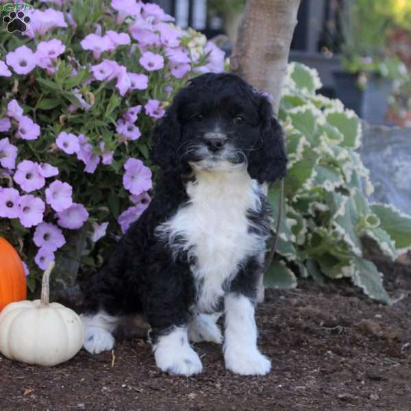 Kurt, Cockapoo Puppy