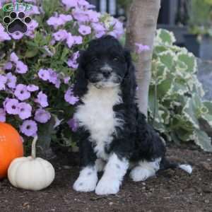 Kurt, Cockapoo Puppy