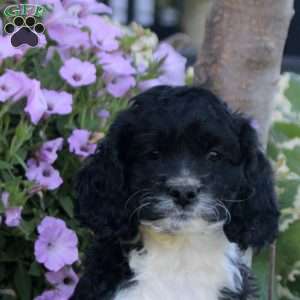 Kurt, Cockapoo Puppy