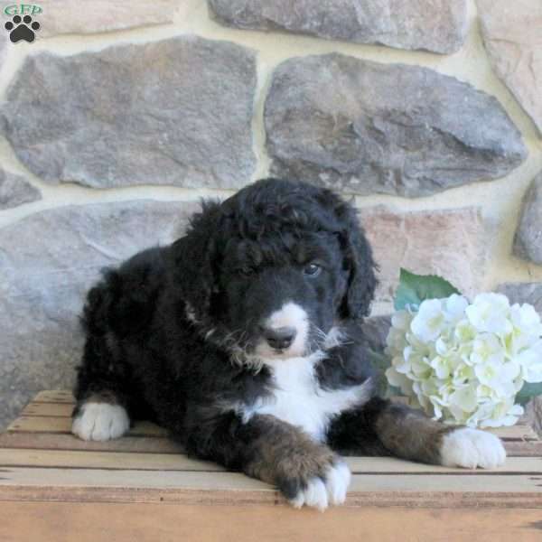 Kylie, Bernedoodle Puppy