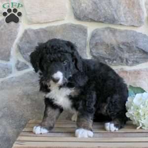 Kylie, Bernedoodle Puppy