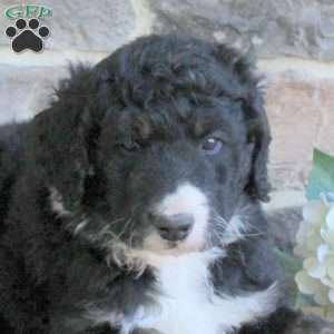Kylie, Bernedoodle Puppy