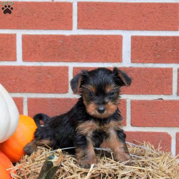 Kylo, Yorkie Puppy