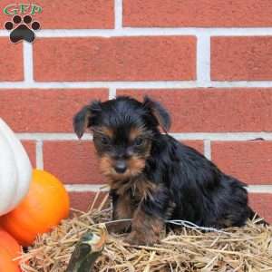 Kylo, Yorkie Puppy