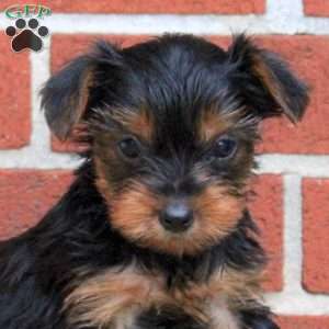 Kylo, Yorkie Puppy
