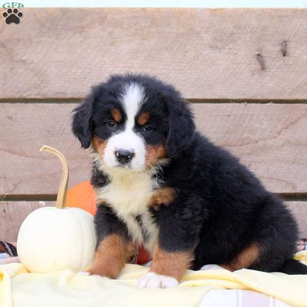 Lacey, Bernese Mountain Dog Puppy