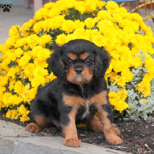 Lacey, Cavalier King Charles Spaniel Puppy