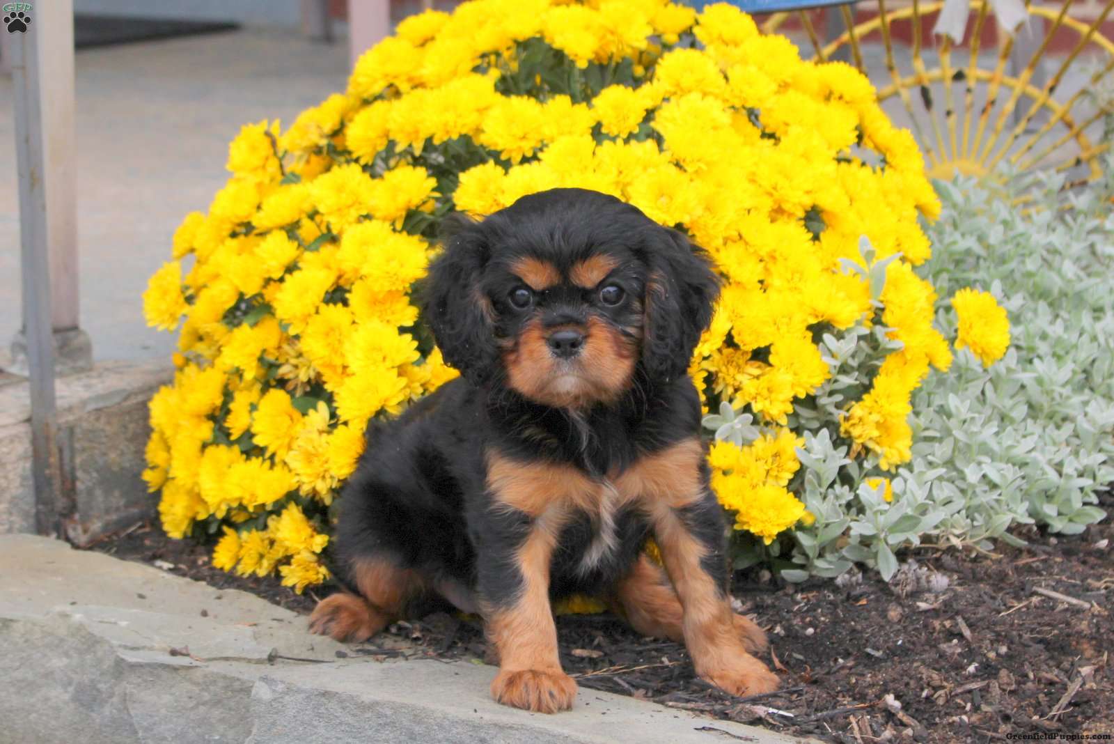 Lacey (Cavalier King Charles Spaniel, Female) in Gap, PA