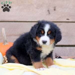 Lacey, Bernese Mountain Dog Puppy