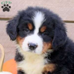 Lacey, Bernese Mountain Dog Puppy