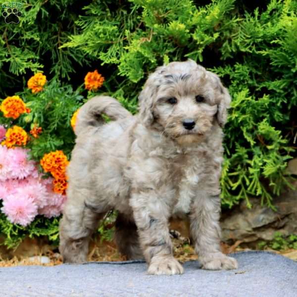 Lacole, Mini Bernedoodle Puppy