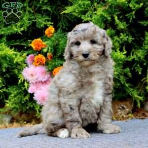 Lacole, Mini Bernedoodle Puppy