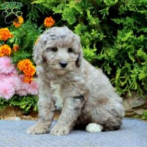 Lacole, Mini Bernedoodle Puppy
