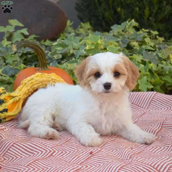 Lacy, Cavachon Puppy