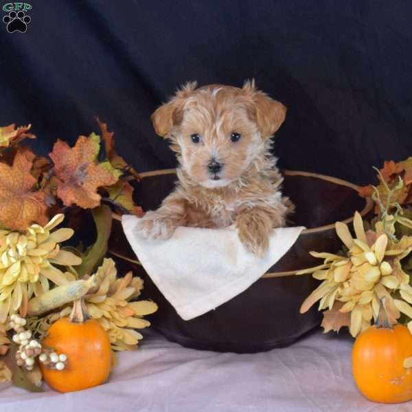 Lacy, Maltipoo Puppy