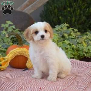 Lacy, Cavachon Puppy