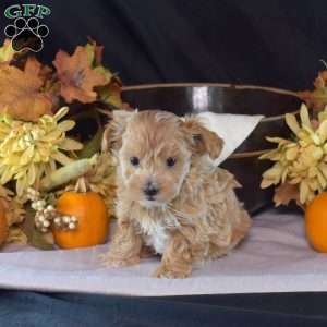 Lacy, Maltipoo Puppy