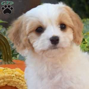 Lacy, Cavachon Puppy
